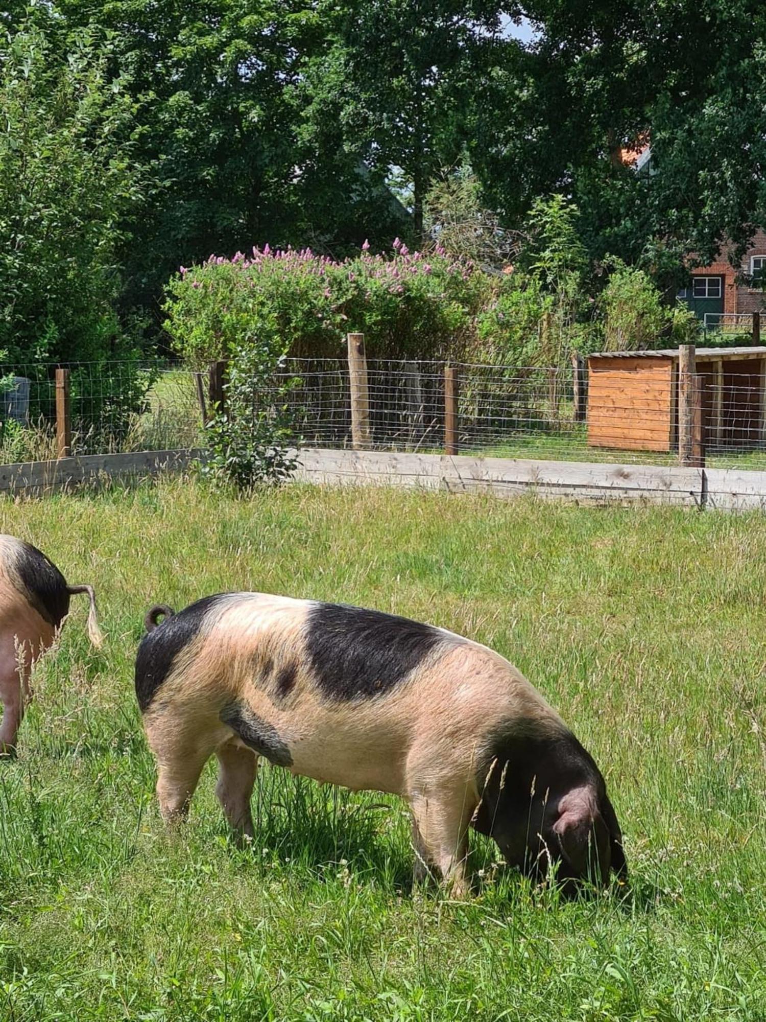 Naturhof Buschwiesen - Wohnung Lama Wilsum Exteriér fotografie