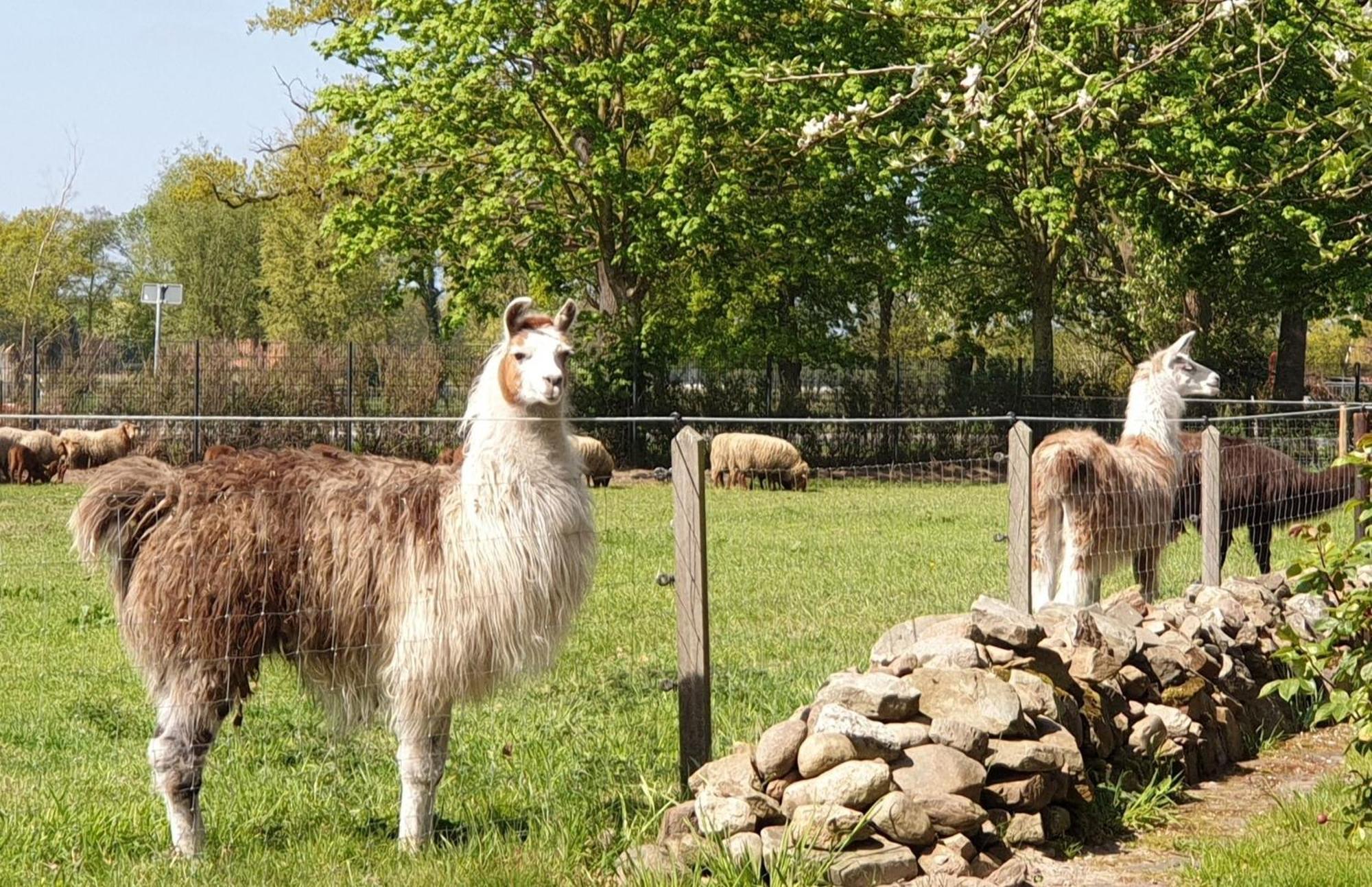 Naturhof Buschwiesen - Wohnung Lama Wilsum Exteriér fotografie